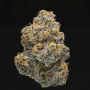 Насіння конопель Glueberry O.G.® від Dutch Passion